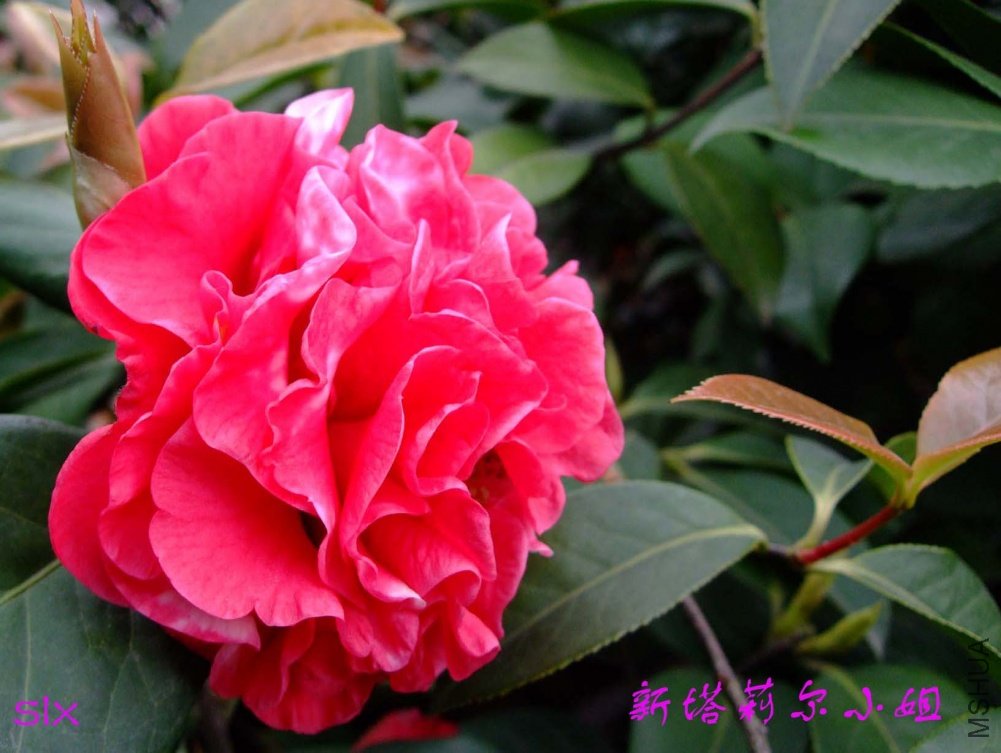 �������С��  11-4-11f(1).jpg