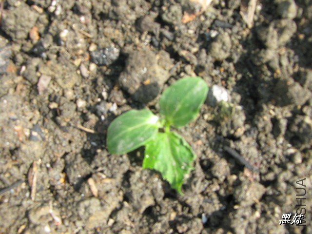 BigBull_IMG_0103.JPG