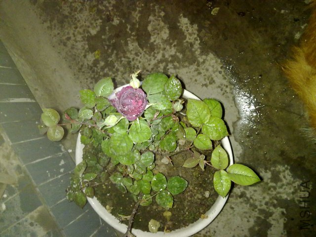 20110408413.jpg