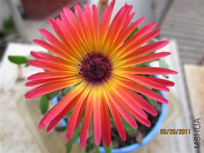 �����Ƿ��޲�˹�գ�����