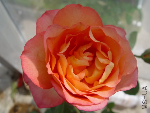 DSC00592.JPG