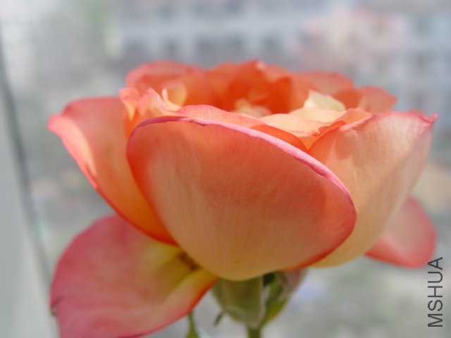 DSC00593.JPG