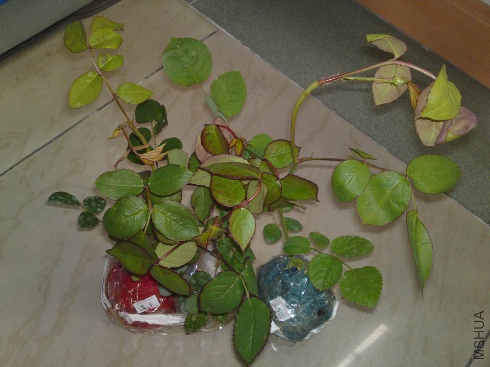20110412383.JPG