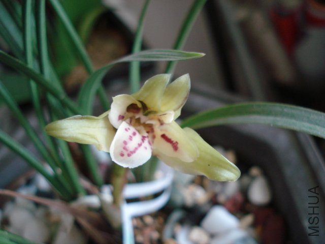 DSC05483.JPG