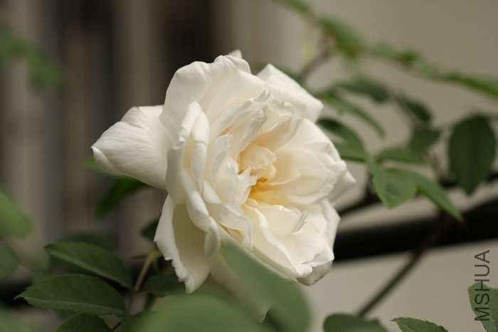 nEO_IMG_IMG_6114.jpg