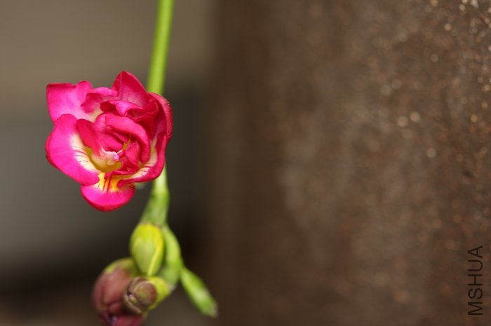 nEO_IMG_IMG_6118.jpg