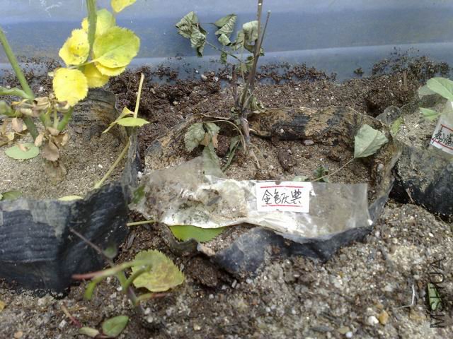 ������С 20110412889.jpg