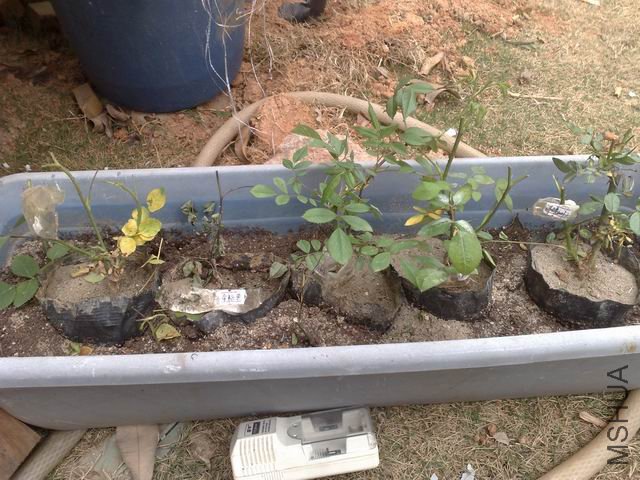 ������С 20110412888.jpg