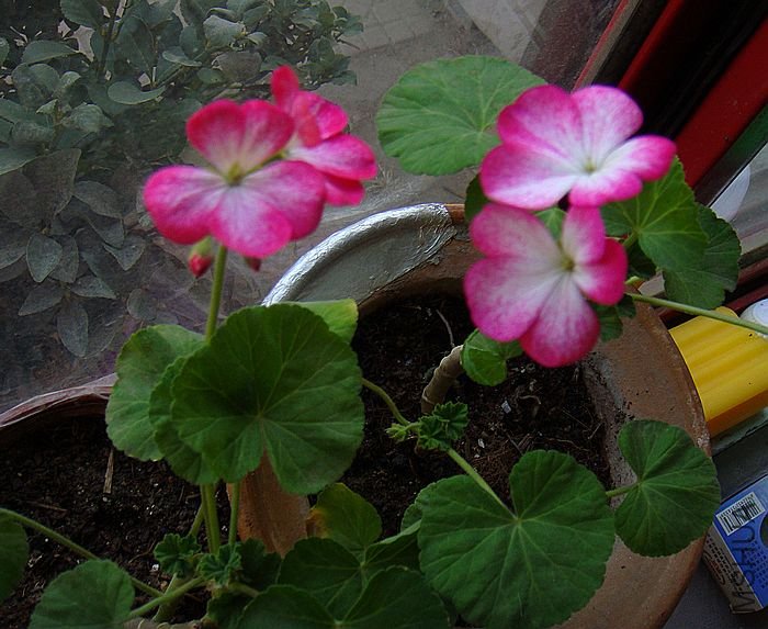 DSC07427.JPG