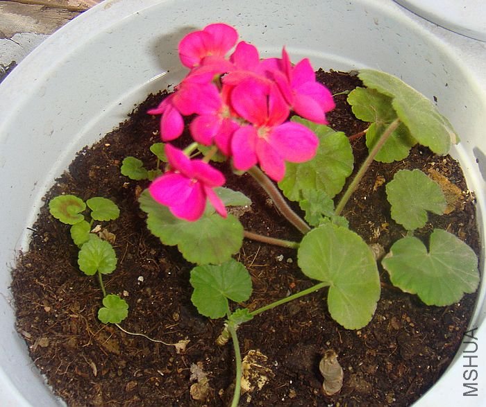 DSC07825.JPG