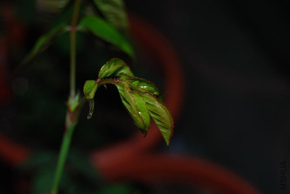 DSC_0046.JPG