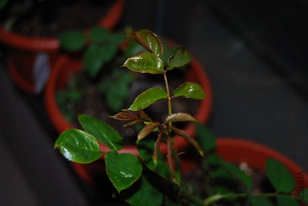 DSC_0047.JPG