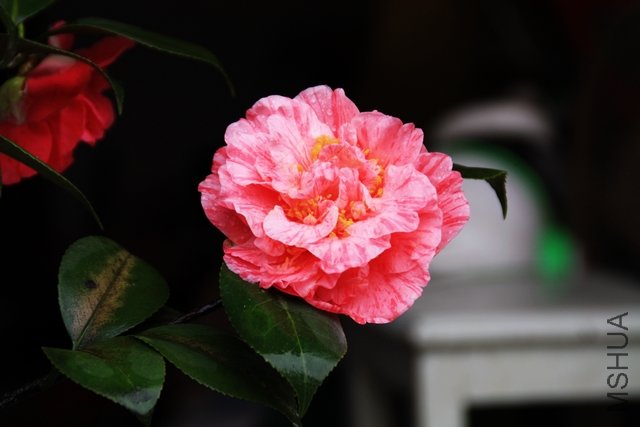 2011.04.03.�軨��ĵ�� 011.jpg