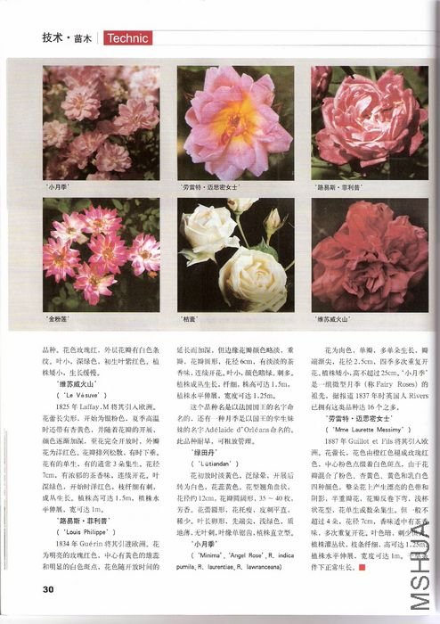 P30.jpg