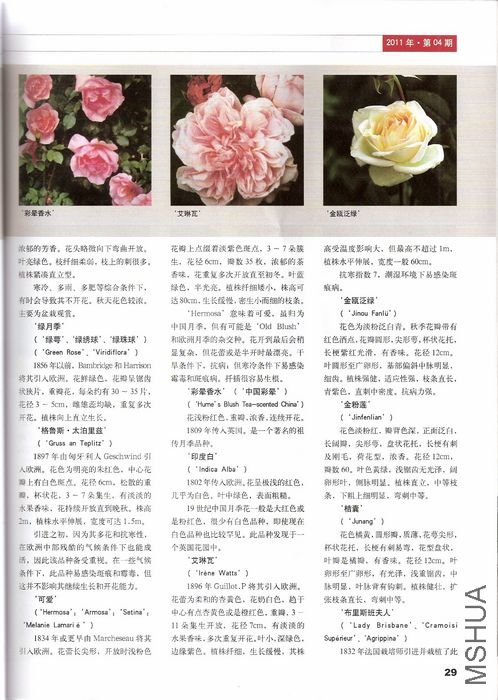 P29.jpg