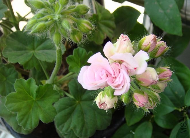 DSC09144.JPG