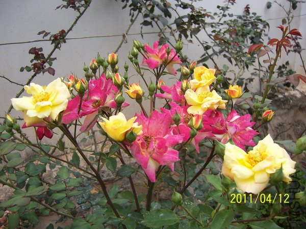 20110411 023.jpg