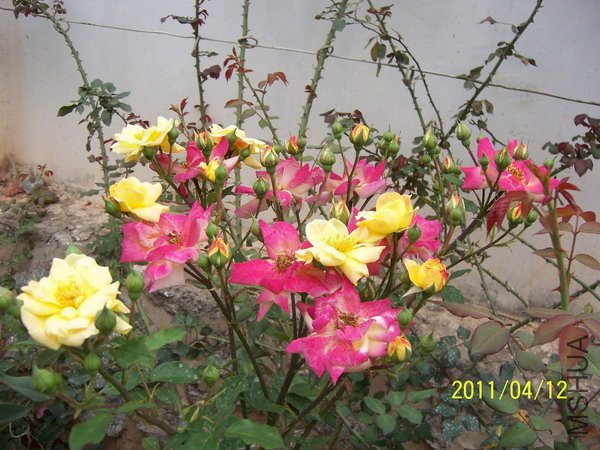 20110411 024.jpg