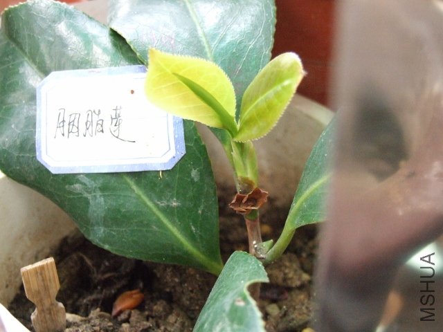 2011-04-11 004 (640x480).jpg