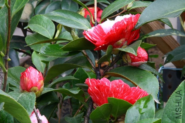 2011.04.13.�軨 040.jpg