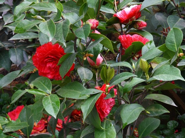 2011.04.13.�軨 043.jpg