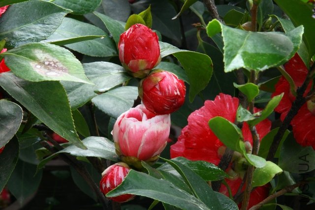 2011.04.13.�軨 038.jpg