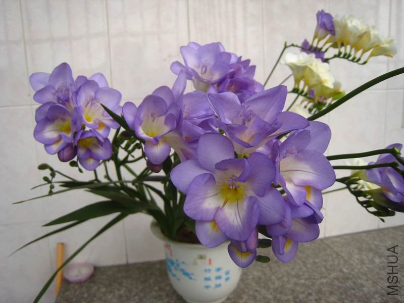 IMG_4510.jpg