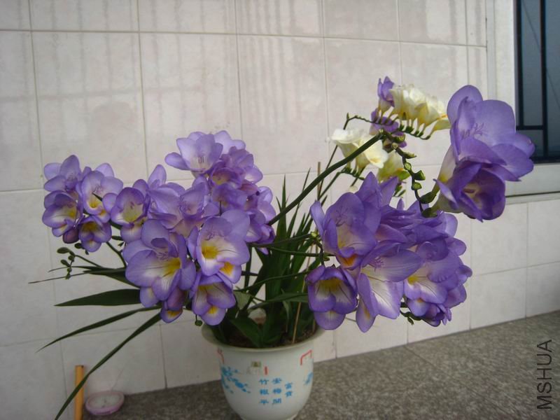 IMG_4511.jpg