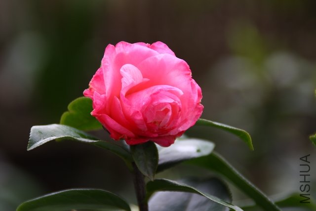 2011.04.13.�軨 062.jpg