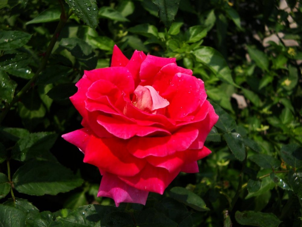 DSC00813.JPG