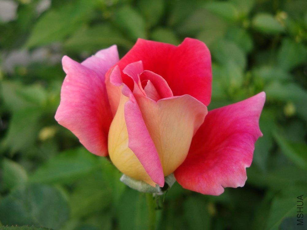 DSC00775.JPG
