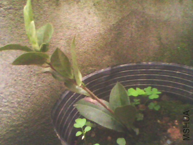 09�����ŵ��׿� һ���� Ʈ��.jpg