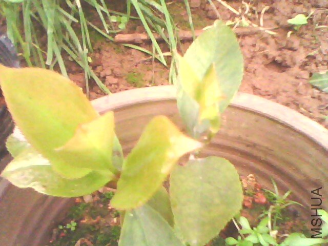 09�����ŵ��׿� һ���� ������002.jpg