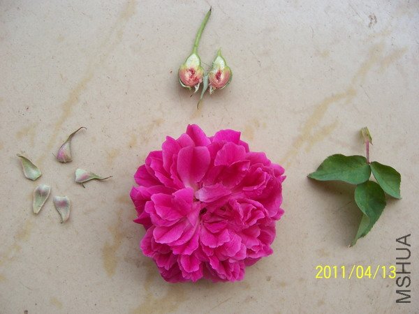20110413 031.jpg