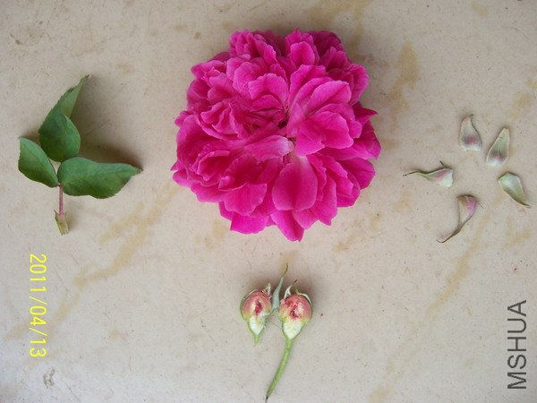 20110413 032.jpg