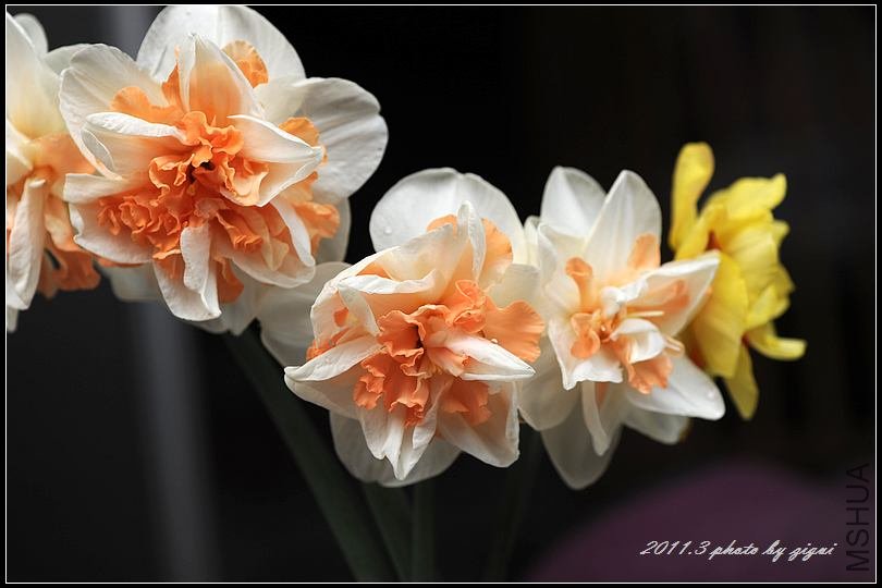 DSC_7654.jpg