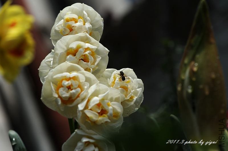 DSC_6618a.jpg