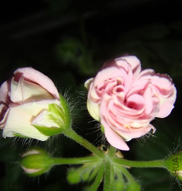 DSC09324.JPG