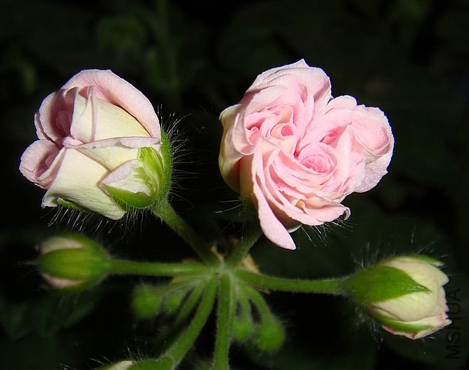 DSC09315.JPG