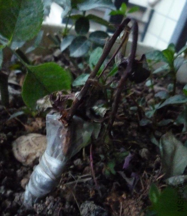 P1040879.JPG