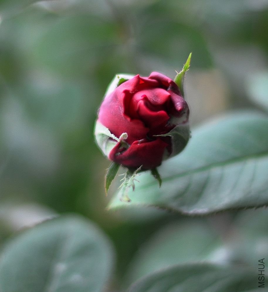 DSC_0004.jpg