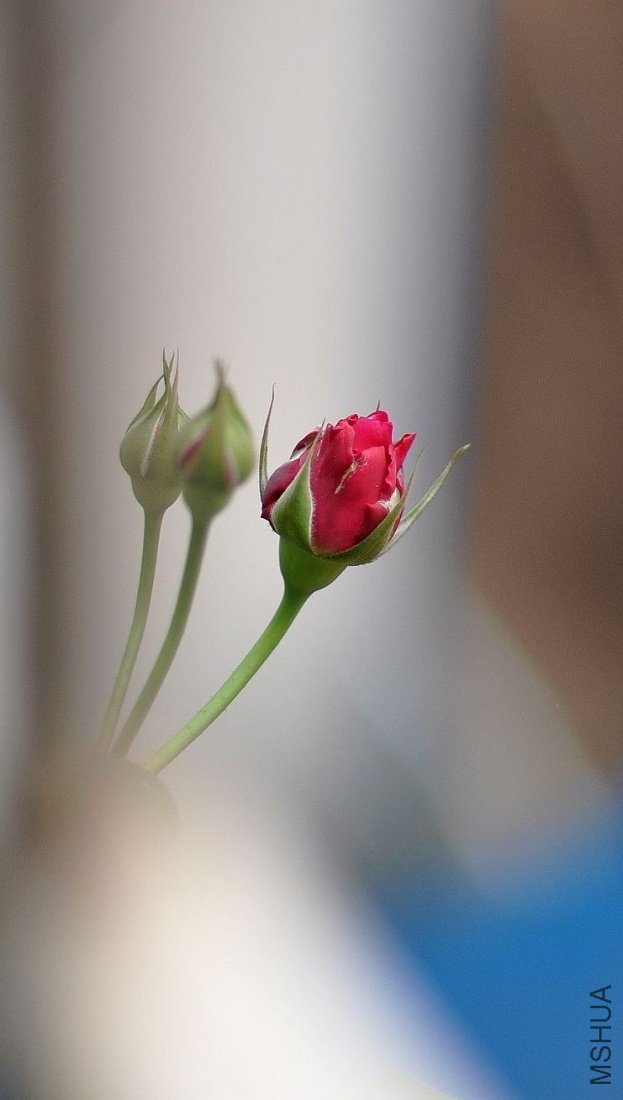 DSC_0015.jpg