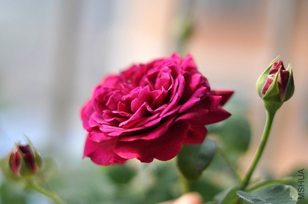 DSC_0028.jpg