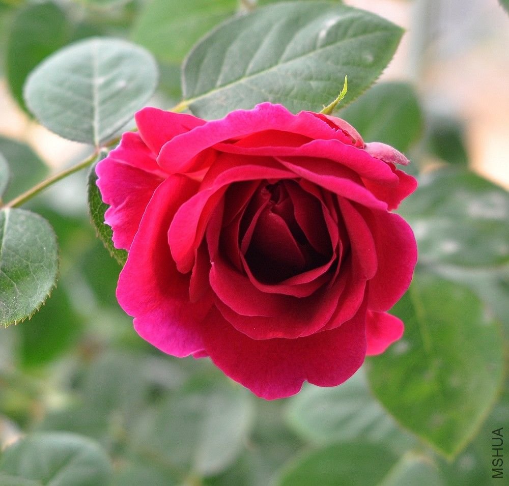 DSC_0022.jpg