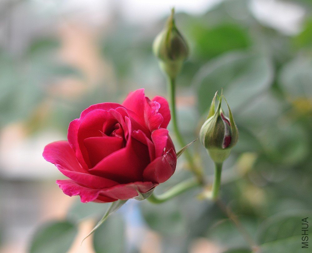 DSC_0020.jpg
