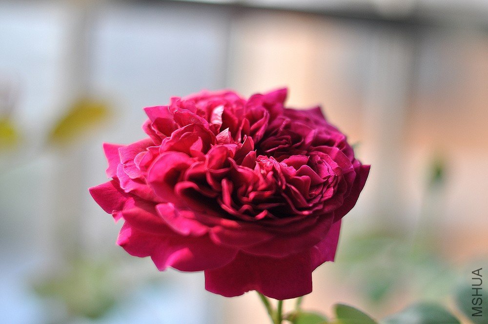DSC_0027.jpg