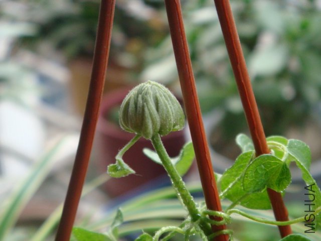 DSC01594.JPG