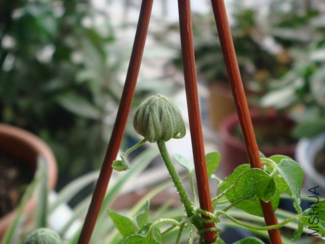 DSC01593.JPG