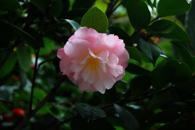 2011.04.14.�軨 003.jpg