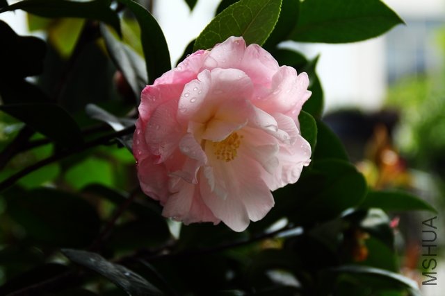 2011.04.14.�軨 014.jpg